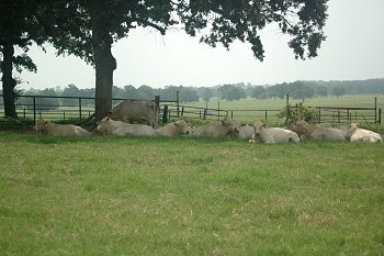 Caney Creek Ranch - Oakwood, Texas Bull Semen, Charbray, Hay, Grass