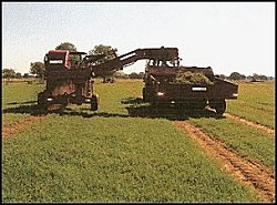 Custom Sprigging - Caney Creek Ranch